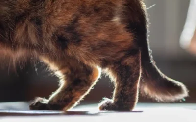 Does My Pet Have Arthritis?