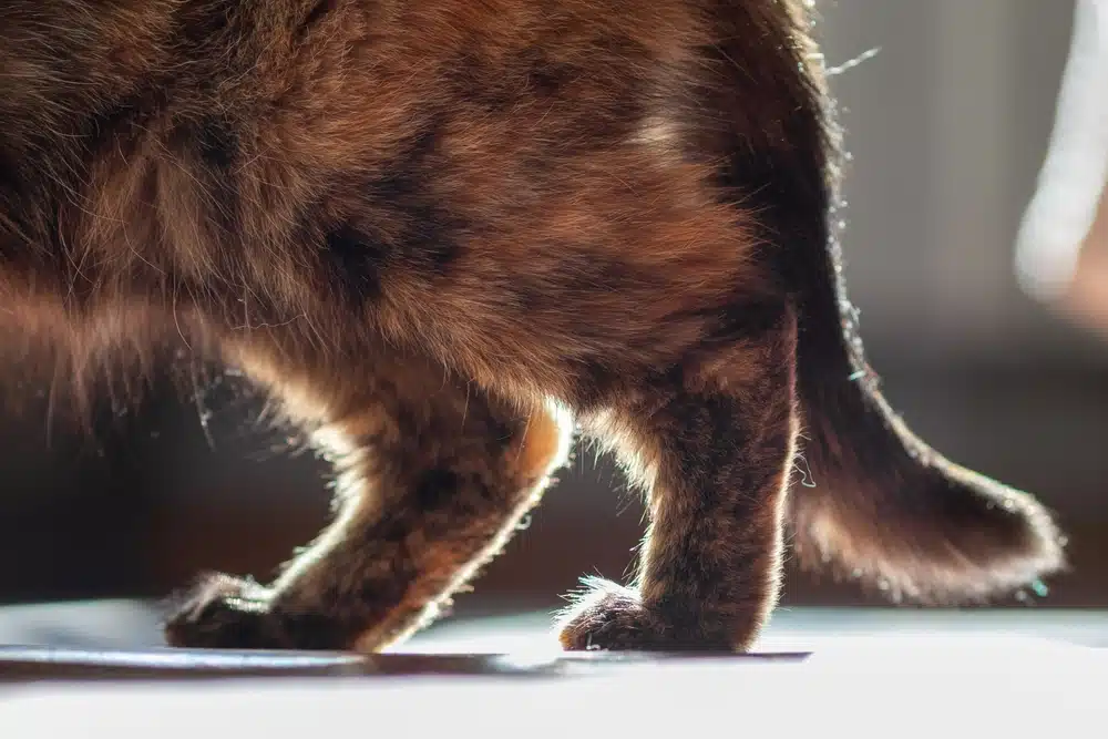 closeup of cats feet