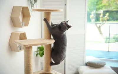 7 Tips to Keep Your Indoor Cat Happy