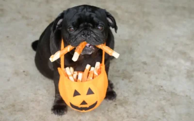 A Pet Halloween Horror Story: Safety Tips for Pets