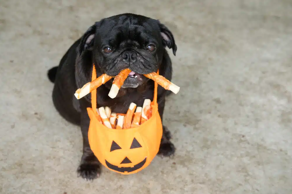 dog with a basket of treats