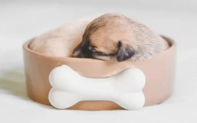 Human Foods Dogs Can & Cannot Eat