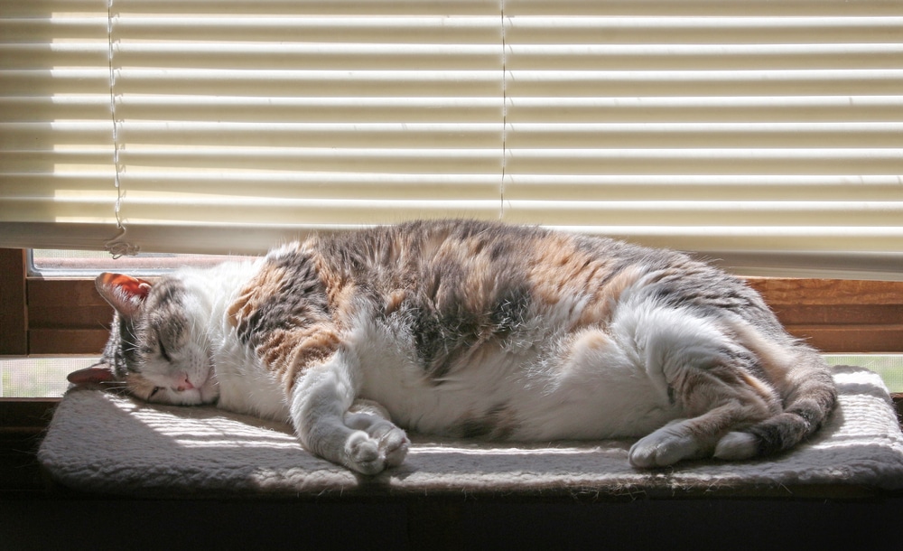 A calico cat, recently examined by the vet, is sleeping on a soft mat beside a window. Sunlight filters through the partially closed blinds, creating warm stripes of light across the cat's fur. The cozy scene captures a tranquil moment.