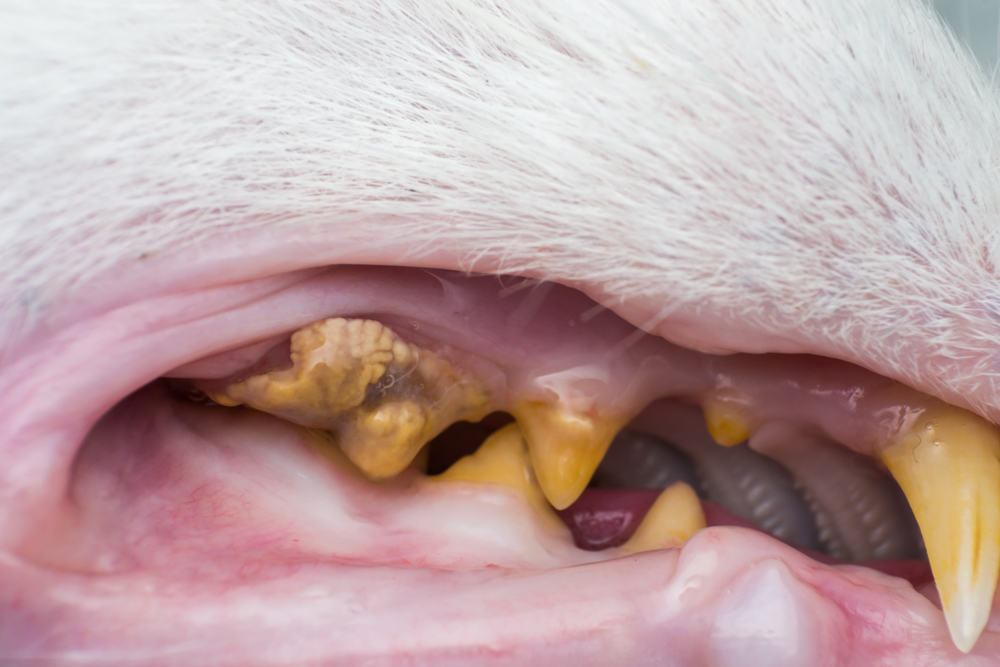 Close-up image of a pet's mouth revealing severe dental plaque and tartar buildup, accompanied by inflamed gums. This situation highlights poor oral hygiene, emphasizing the need for a veterinarian's dental care expertise.