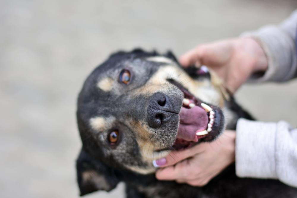 A black and brown dog with a happy expression is being petted by a person, possibly a vet. The dog's mouth is open, showing its teeth, and its eyes are filled with joy. The veterinarian's hands gently hold the dog's head. The background is blurred.