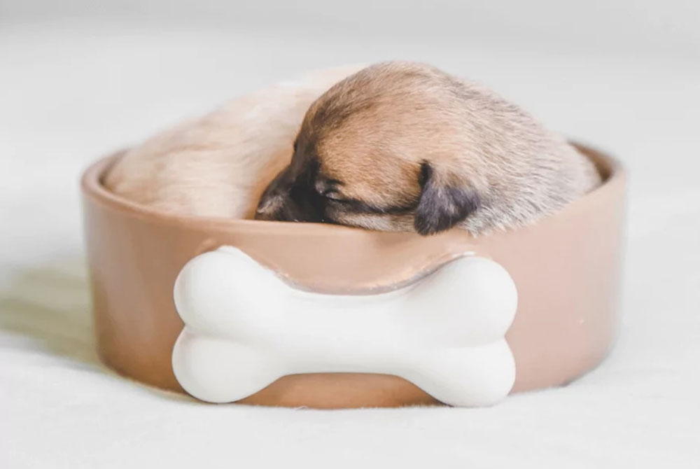 A small puppy is curled up sleeping inside a large, light brown ceramic bowl decorated with a white bone on the front. The scene, reminiscent of a vet's cozy waiting room, is calm and soothing as the puppy peacefully naps.