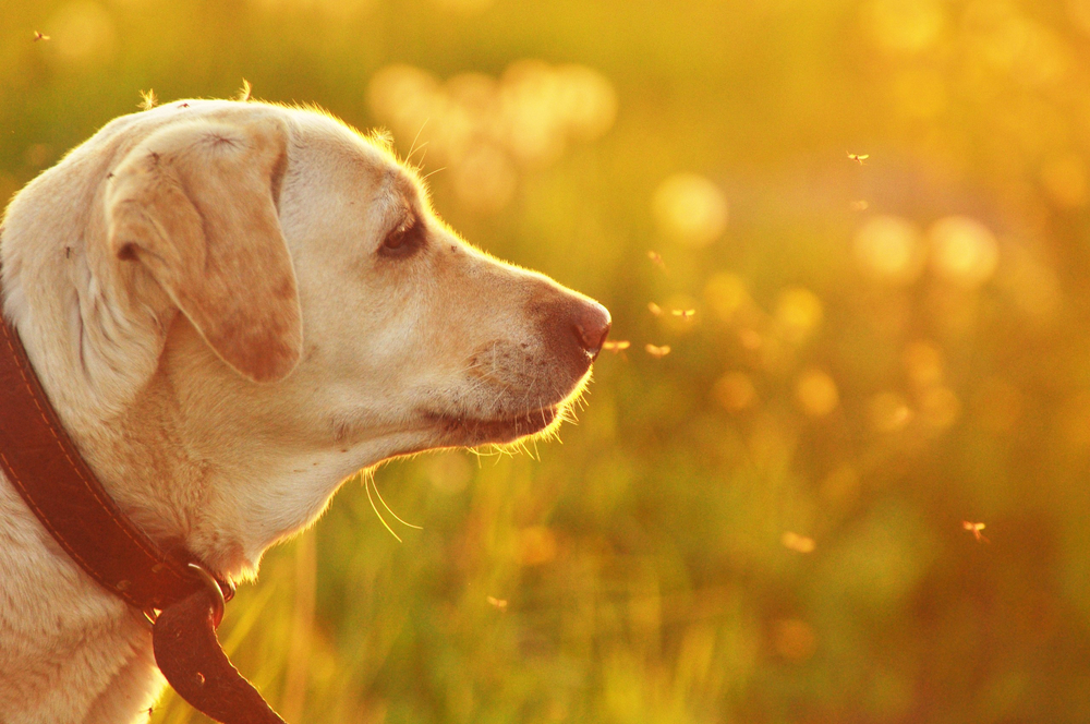 A Labrador retriever with a collar stands in a sunlit field, gazing into the distance, perhaps seeking the familiar presence of its caring veterinarian. The background is warm and golden, with out-of-focus plants and glowing particles in the air, creating a serene atmosphere.