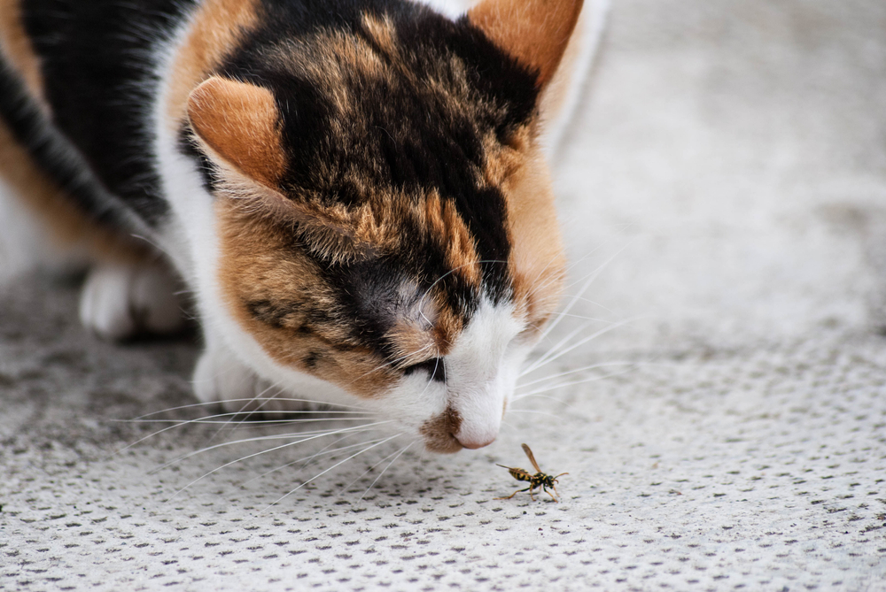 A calico cat, with a patchwork of black, orange, and white fur, curiously sniffs a small insect on a textured surface. Observing this delicate interaction could intrigue even the most seasoned veterinarian for its blend of curiosity and caution.