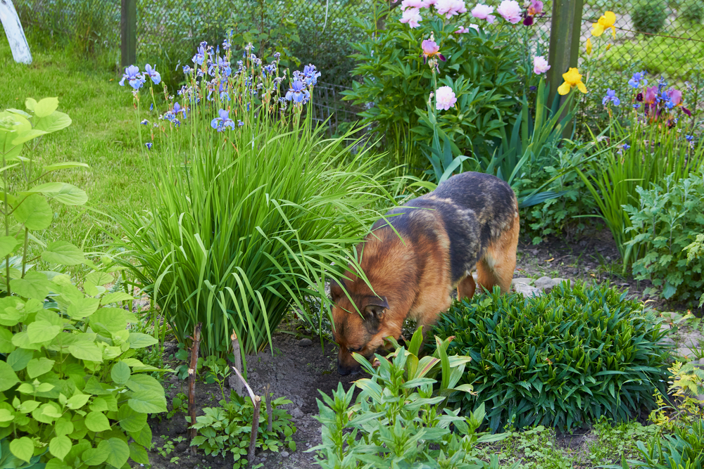 A German Shepherd, under the watchful eye of a veterinarian, stands amidst a lush garden, sniffing the ground. Surrounding the dog are various plants and colorful flowers, including pink, yellow, and purple blooms. A fence and grass are visible in the background.