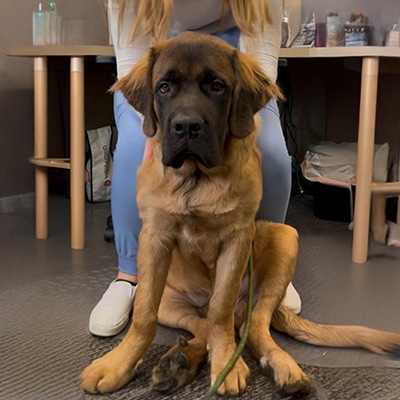 A large brown puppy sits on the floor in front of a person whose hands are resting on the dog's shoulders. The room has a table in the background with various items on it. The puppy has a long tail and a calm expression.