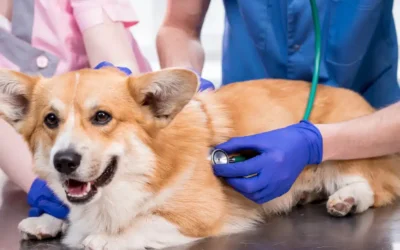 4 Reasons Regular Pet Wellness Screenings Are Important