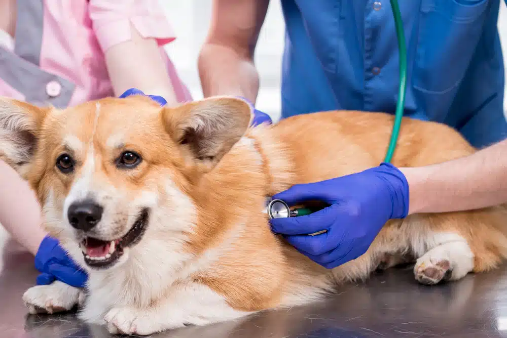 vet examining a corgi