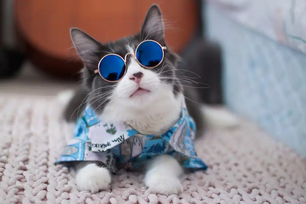 cat wearing a shirt and sunglasses