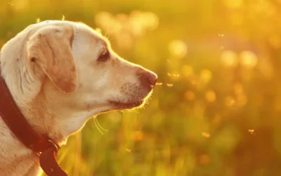 5 Bugs That Bug Your Pet
