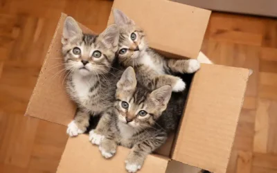 6 Months or 6 Years: When and If to Spay or Neuter Kitten