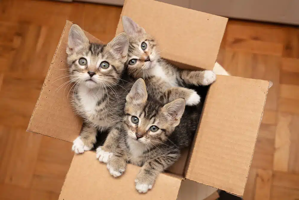 three kittens in a box