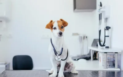 Annual Wellness Screening Tests for Pets: Are They Worthwhile?