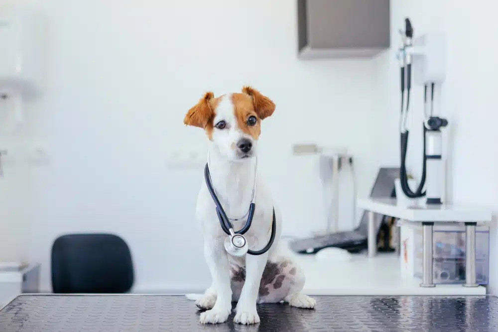dog with a stethoscope