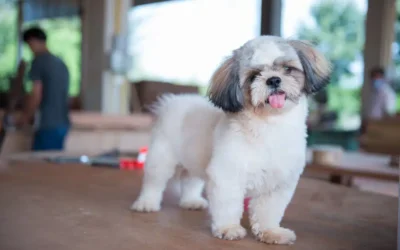 7 Ways to Support Your Brachycephalic Pet’s Health