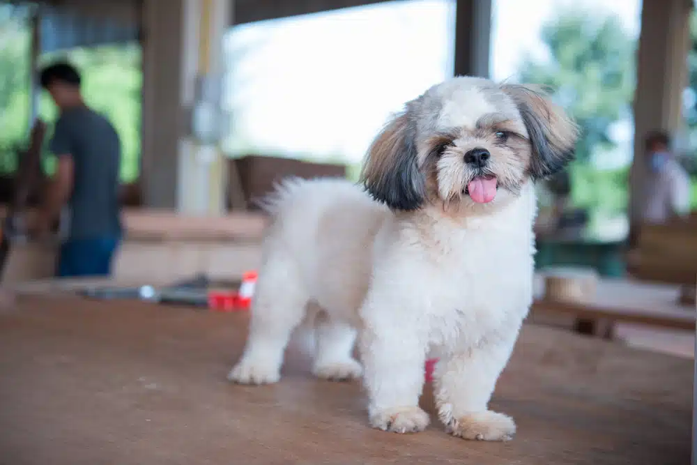 dog standing on a counter