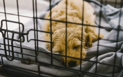 Crate Training Basics