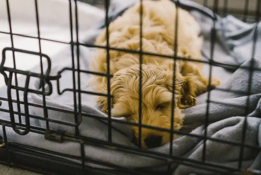 puppy sleeping in crate