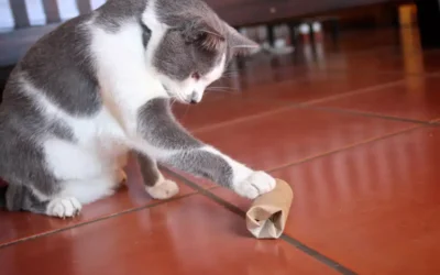3 Simple DIY Enrichment Toys To Make for Your Pet