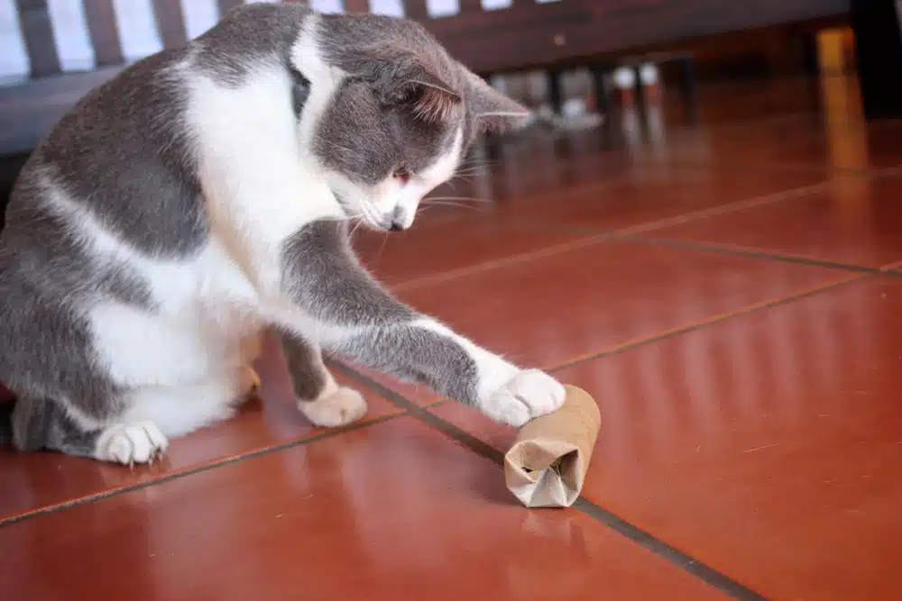 cat playing with a toy