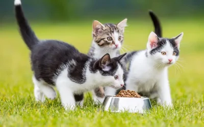 Environmental Enrichment for Cats