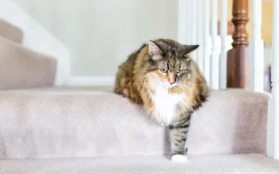 Exploring Feline Arthritis