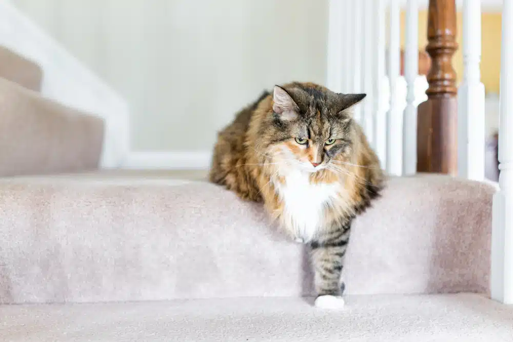 cat laying on the stairs