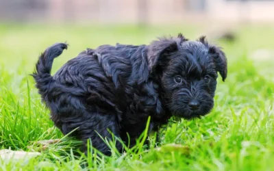 6 Facts About Giardia in Dogs