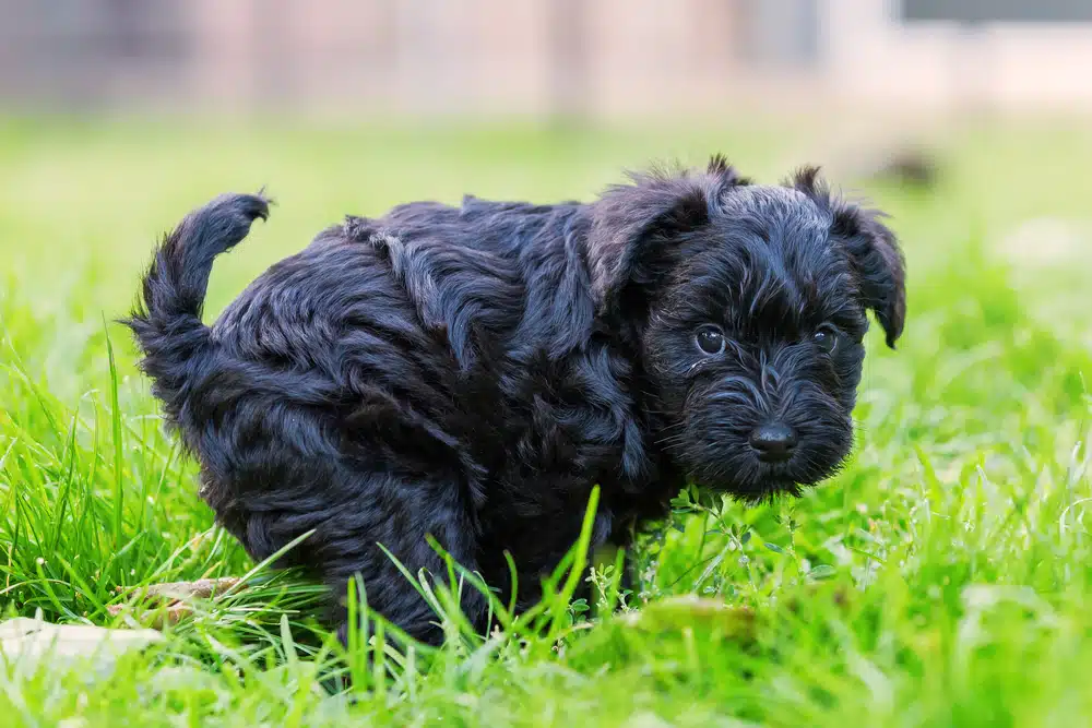 black puppy outside