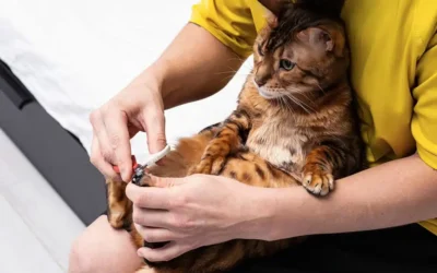 Grooming Guidelines for Pet Owners
