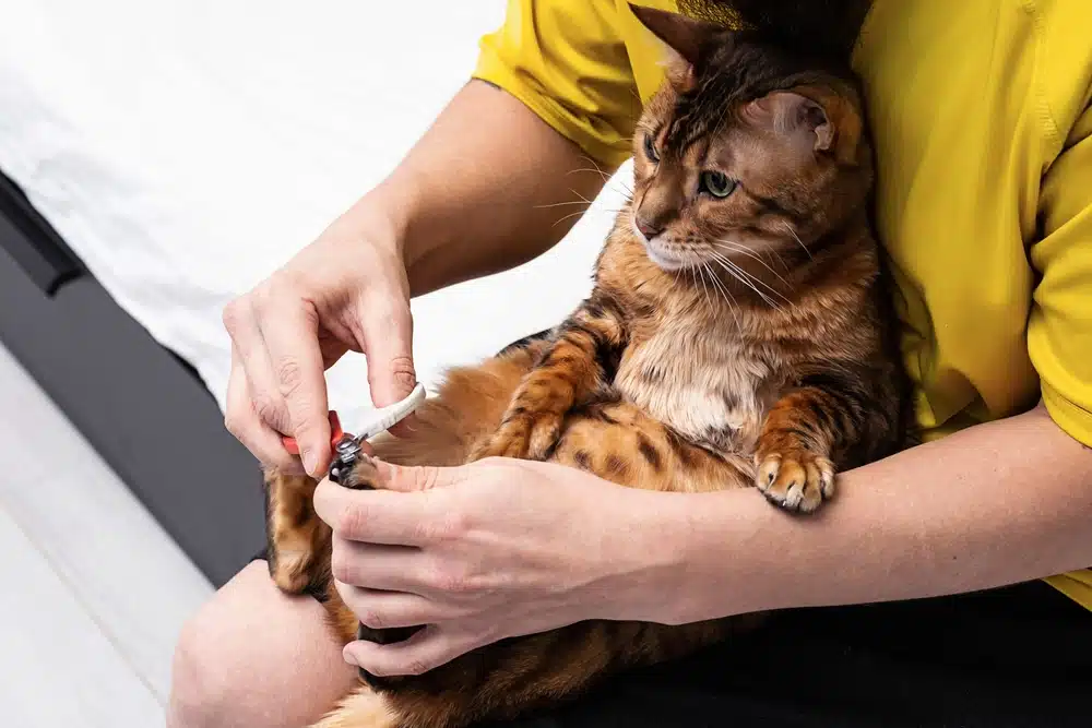 person trimming a cats nails