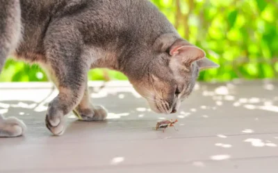 Help! My Pet is Having an Allergic Reaction
