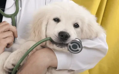 How to Hire a Dog Trainer