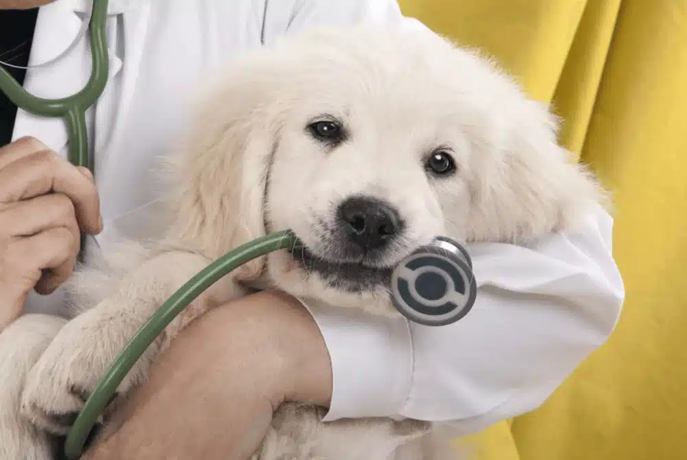 vet holding a puppy