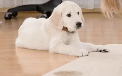 Housetraining Your Puppy