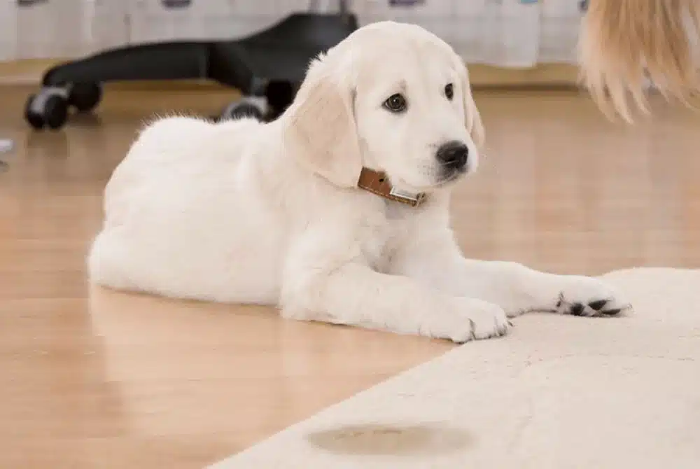 puppy laying down
