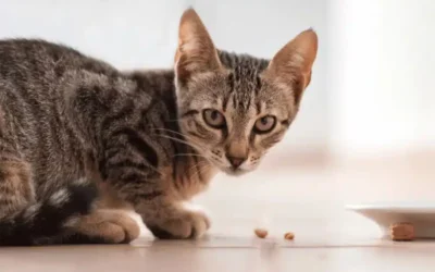 Humans Foods Cats Can & Cannot Eat