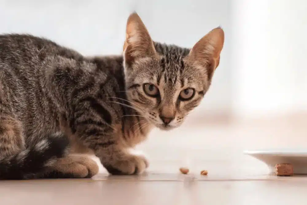 cat eating on the floor