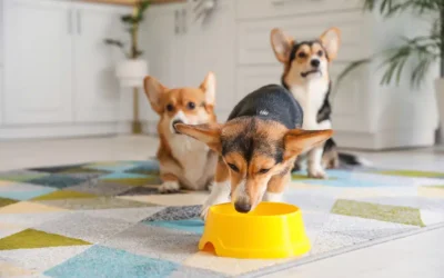 Let’s Dish: 7 Reasons For Appetite Changes in Pets