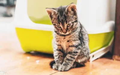 Starting Out Right With Your New Cat And The Litterbox