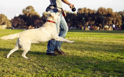 Local Dog Trainers