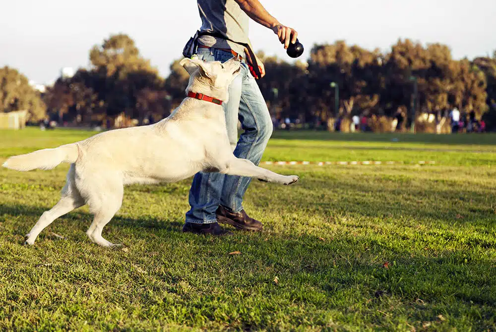 person training a dog outside