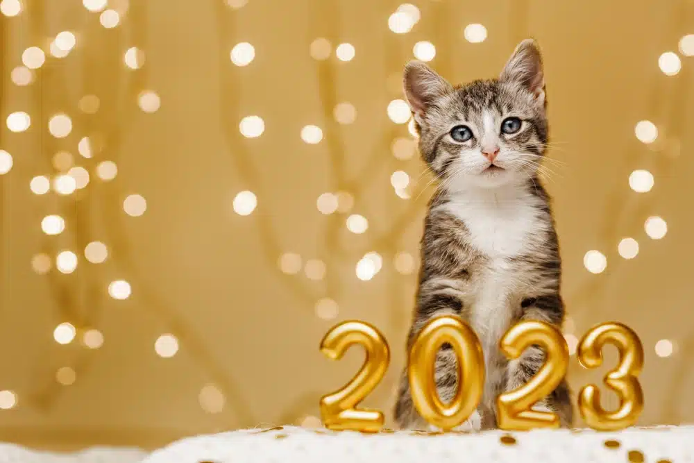 cat sitting by 2023 sign