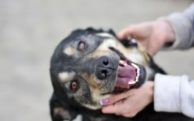 9 Pet Dental Health Facts for National Pet Dental Health Month