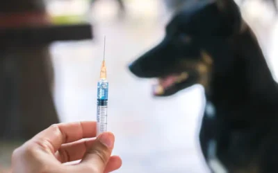 A Pet Owner’s Guide to Disease Prevention Through Vaccination