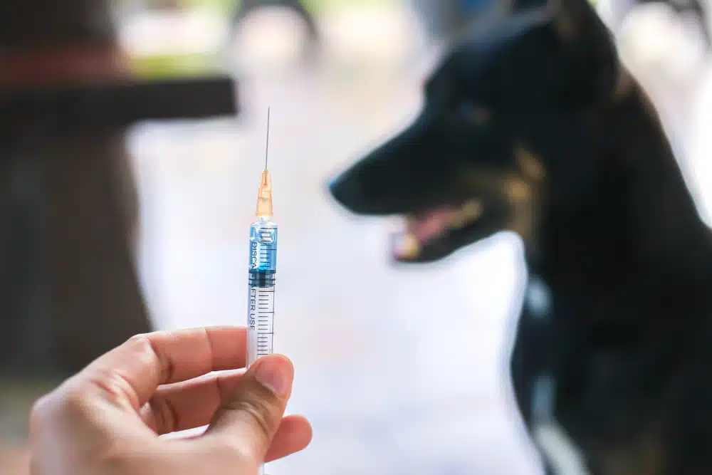 closeup of a vaccine